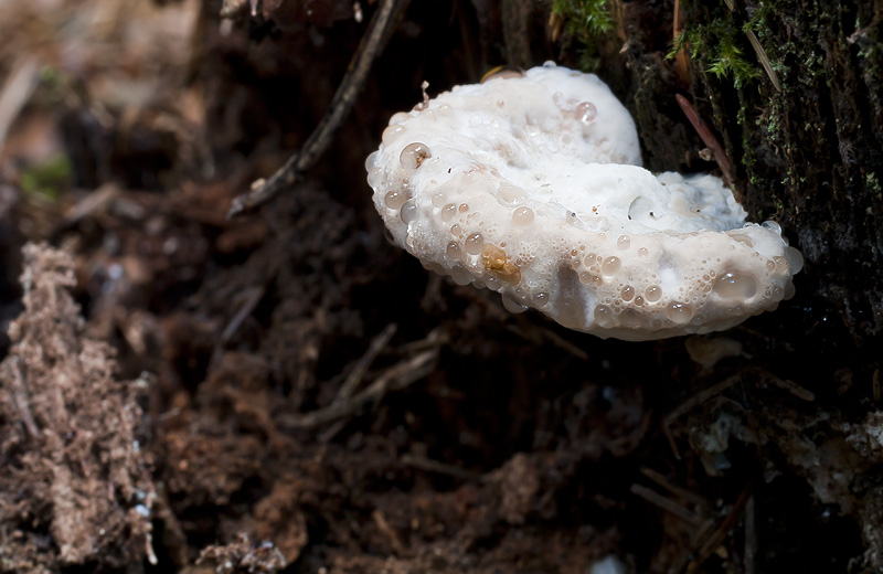 Oligoporus guttulatus